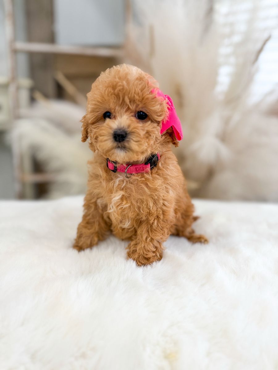 Micro teacup Goldendoodles 5-10lbs full grown