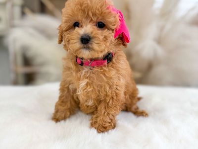 Micro teacup Goldendoodles 5-10lbs full grown