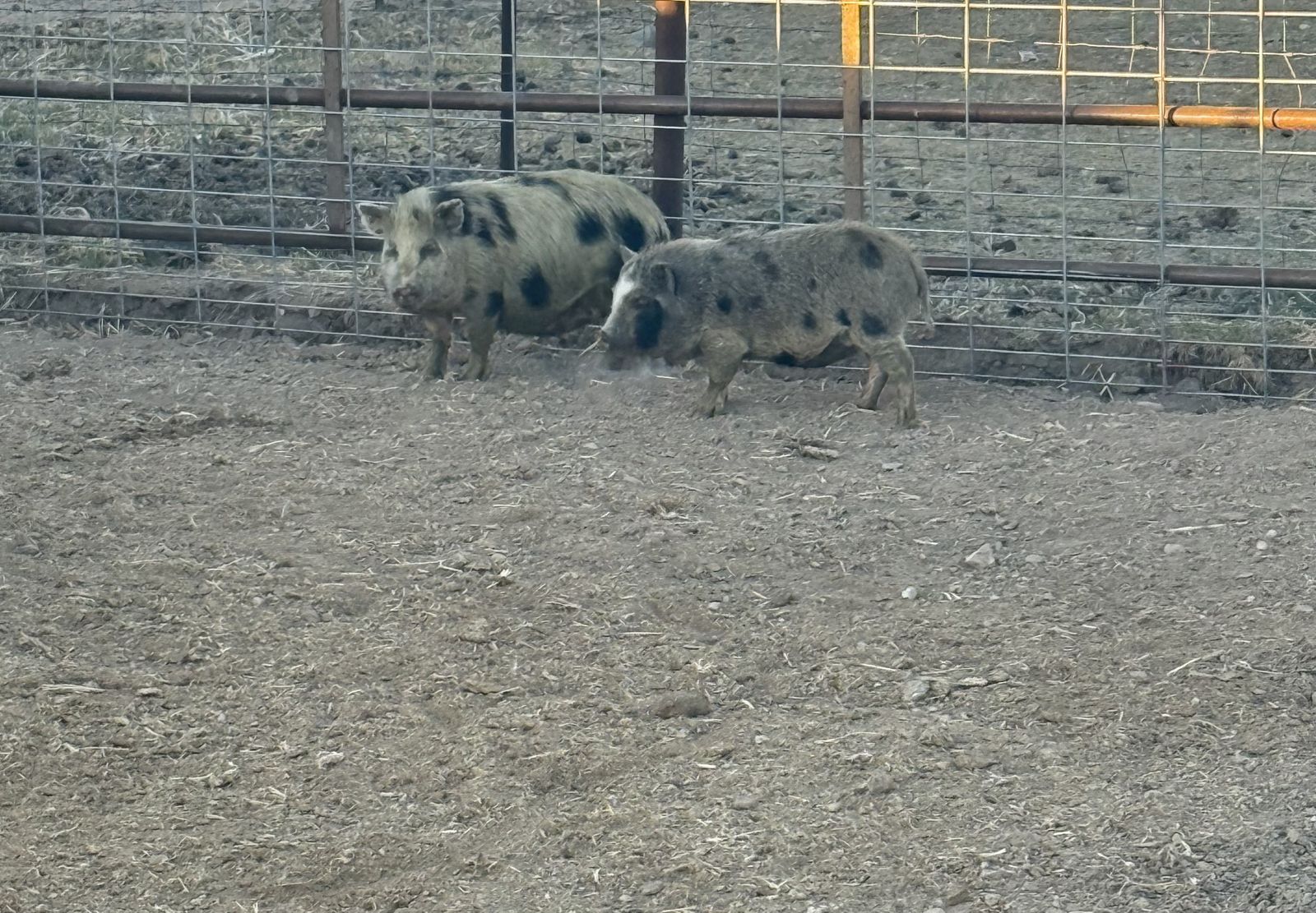 Kune  Piglets