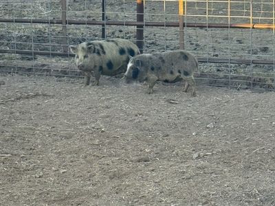 Kune Piglets