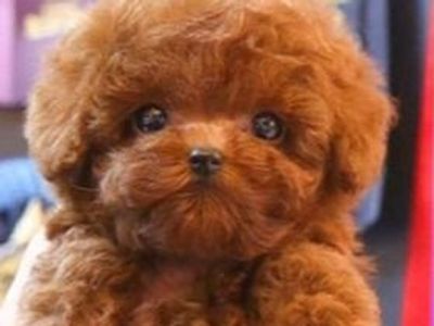 AKC Teacup Red Poodle Stud Service – 4.8 lbs – OFA and DNA Health Tested – Teddy Bear Puppies