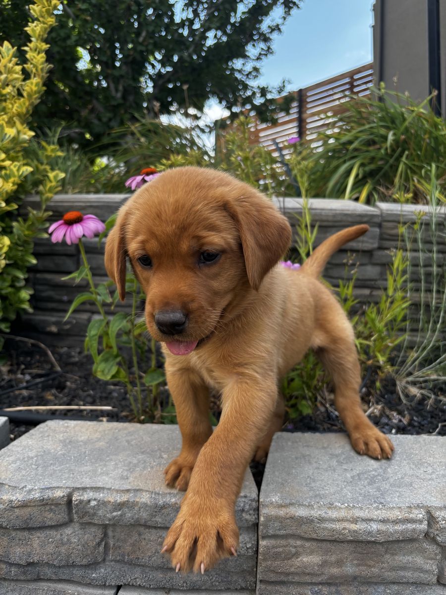 AKC REGISTERED YELLOW LABS - fox red coloring Available Aug 1