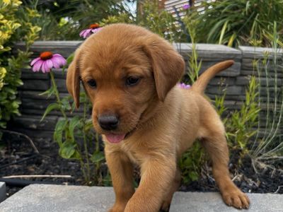 AKC REGISTERED YELLOW LABS - fox red coloring Available Aug 1