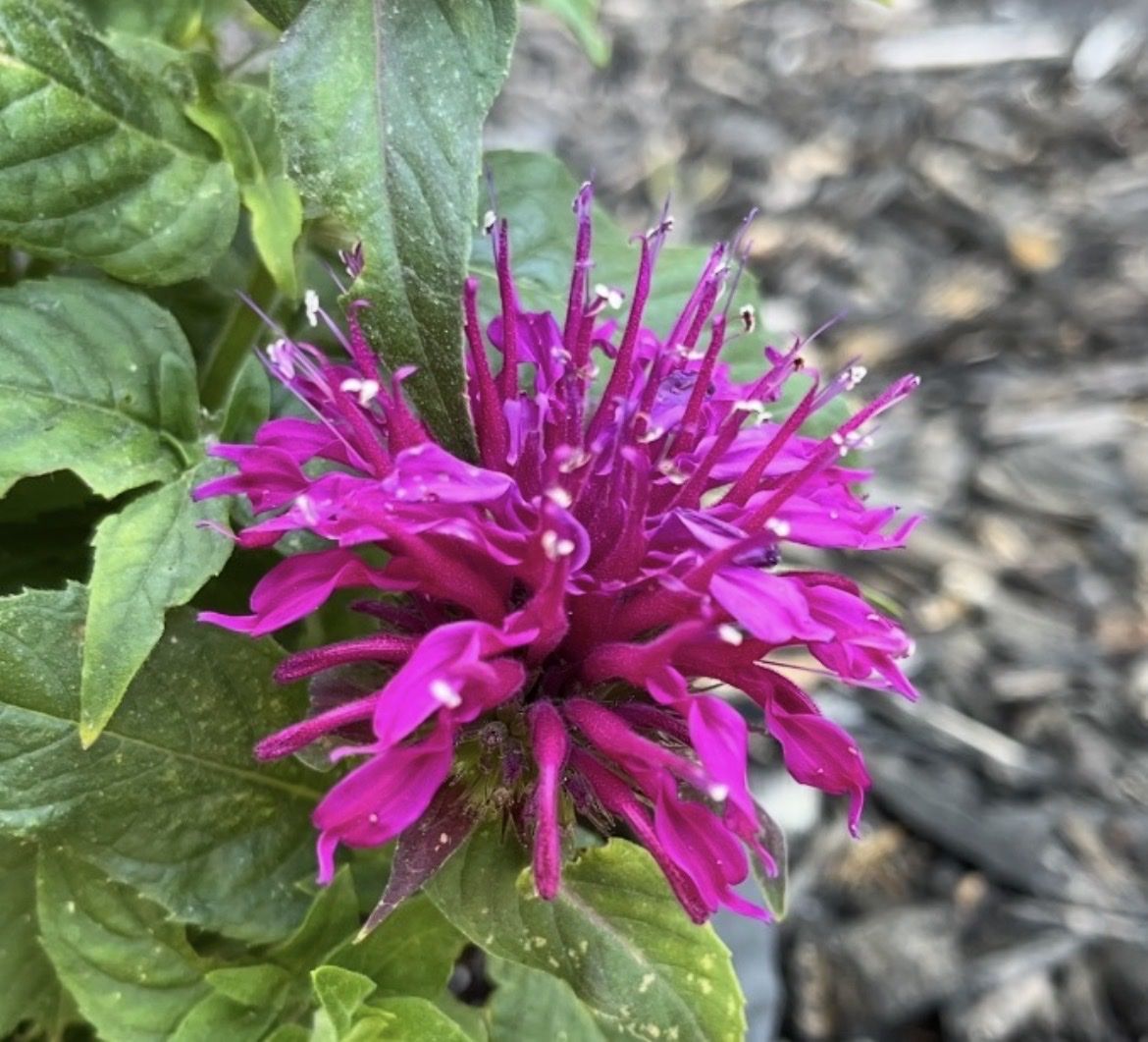 Locally grown potted bright Pink Bee Balm/Bergamot