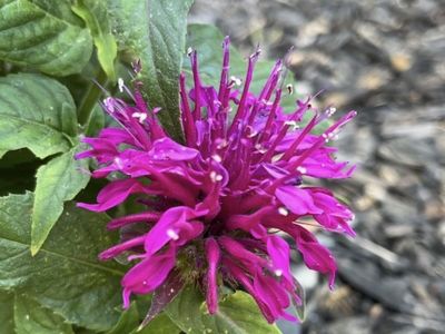 Locally grown potted bright Pink Bee Balm/Bergamot