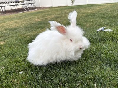 Angora rabbit and cage