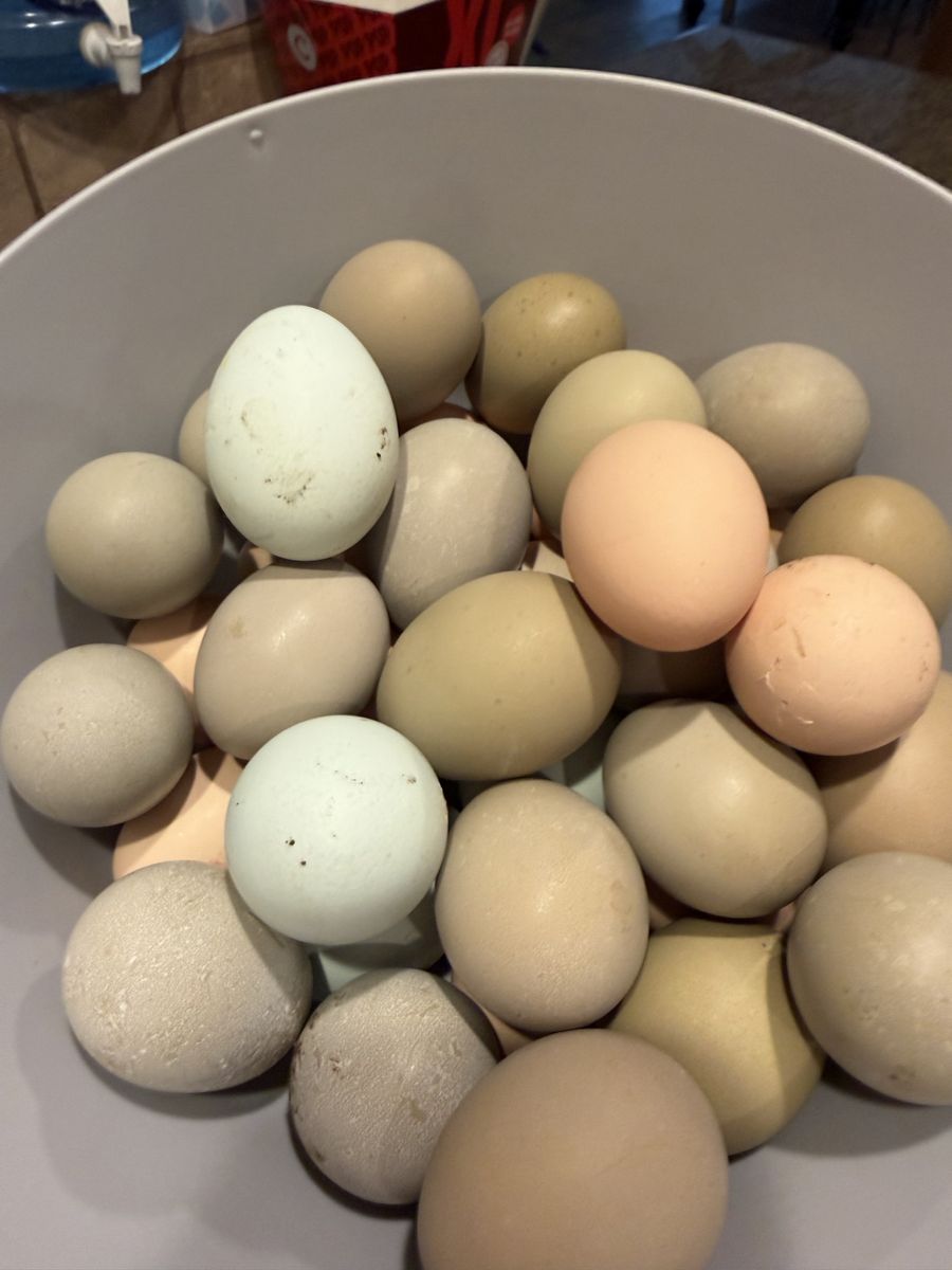 Freshly layed chicken eggs