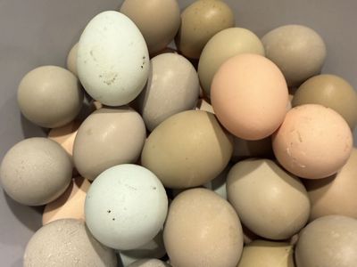 Freshly layed chicken eggs