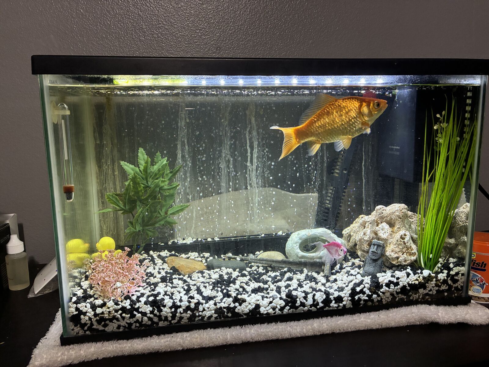 Fish, Tank and Supplies