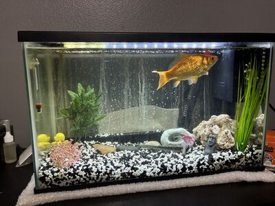 Fish, Tank and Supplies