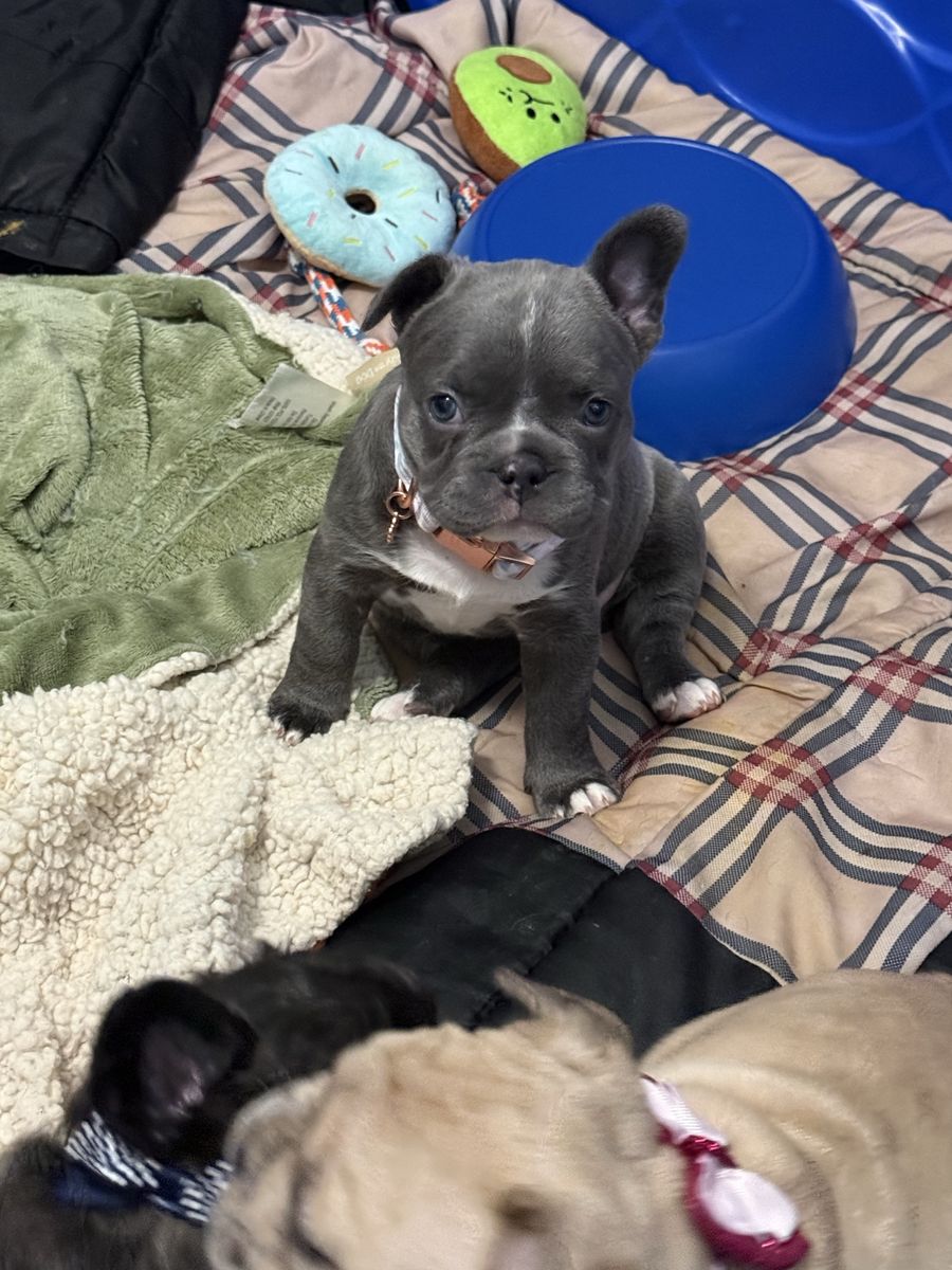Adorable French Bulldog Puppies - Male and  2 Females Available Akc registered litter