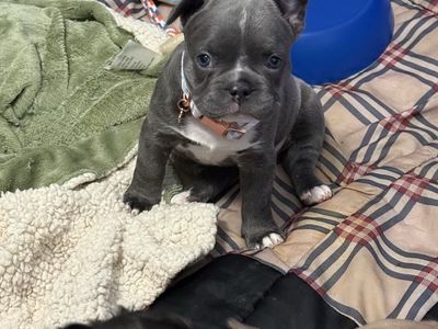 Adorable French Bulldog Puppies - Male and 2 Females Available Akc registered litter