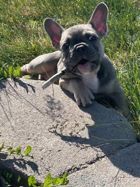 LAST PUPPY-AKC French Bulldog Puppy (Female)