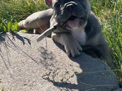LAST PUPPY-AKC French Bulldog Puppy (Female)