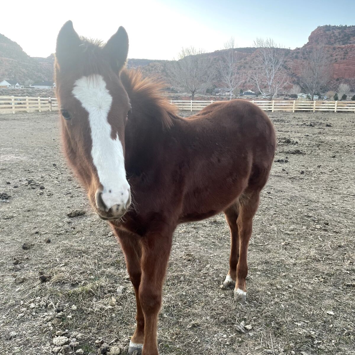2024 aqha reg filly
