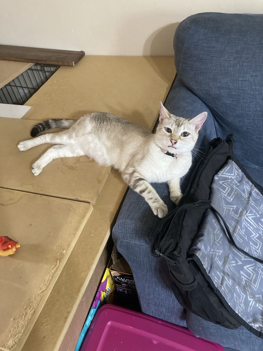 TICA Registered Marbled Snow Bengal Female – 2.5 Years Old