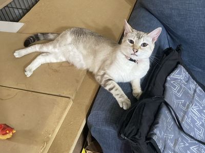 TICA Registered Marbled Snow Bengal Female – 2.5 Years Old
