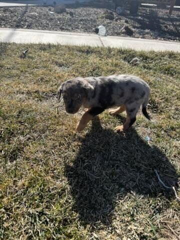 Rottweiler / Australian Shepherd