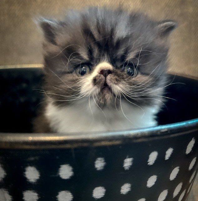 Persian Kittens ️