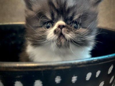 Persian Kittens ️
