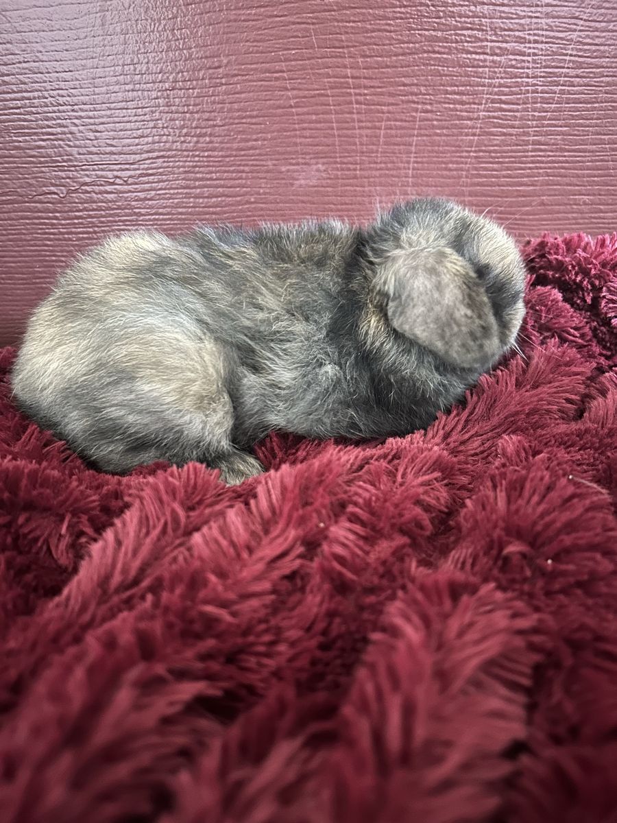 Black/orange  Harlequin Holland lop Bunny