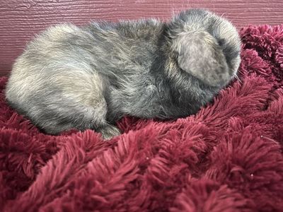 Black/orange Harlequin Holland lop Bunny