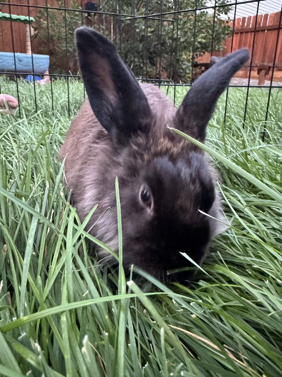 3 Rabbits for free