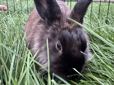 3 Rabbits for free