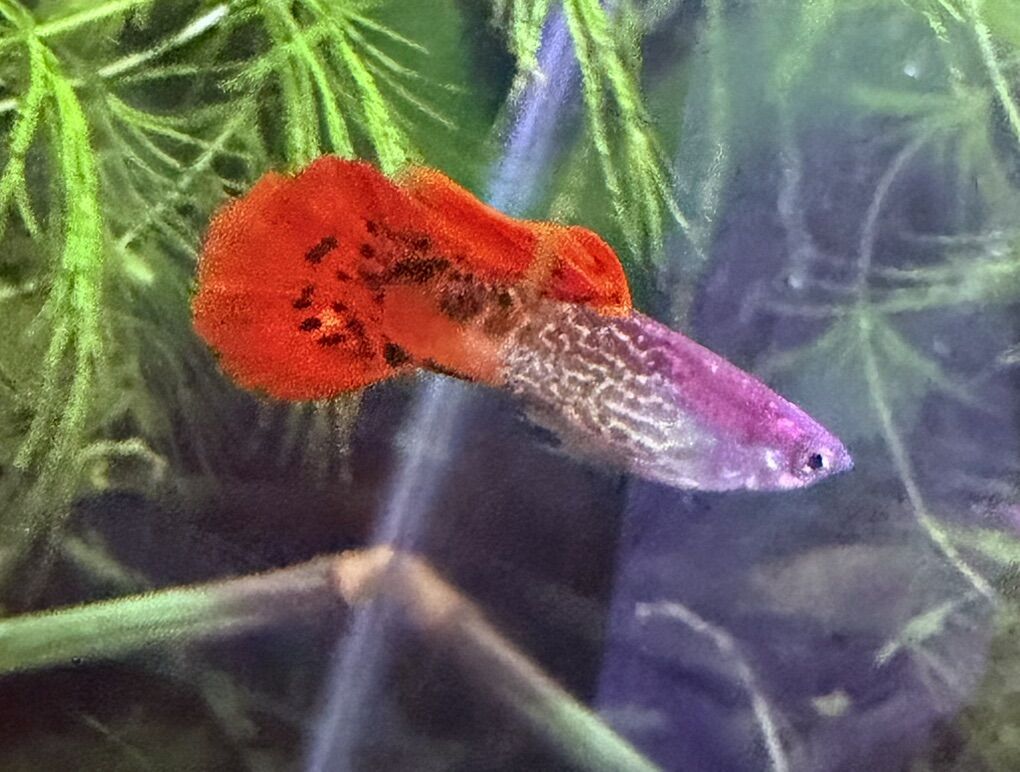 Fancy Guppies