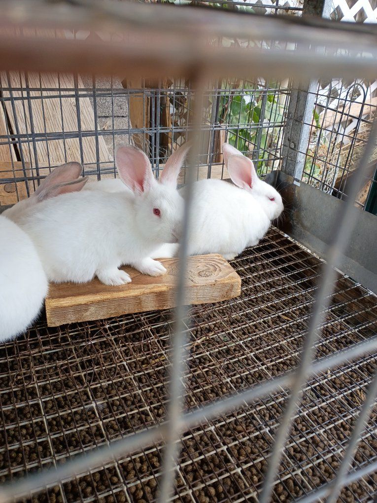 rabbits