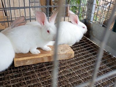 rabbits