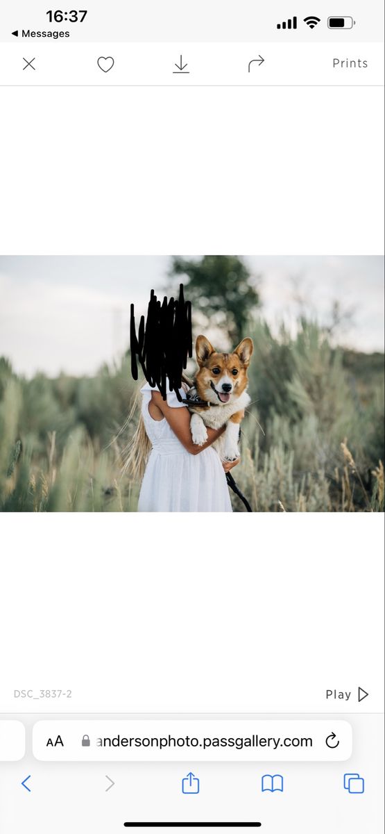 Corgi