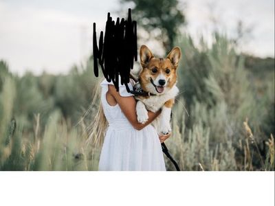 Corgi