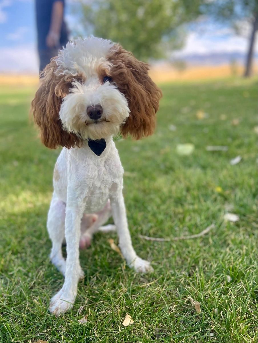 AKC Mini poodle *Stud only *
