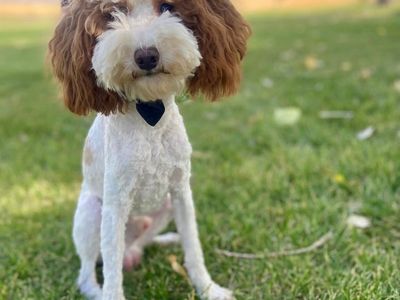 AKC Mini poodle *Stud only *