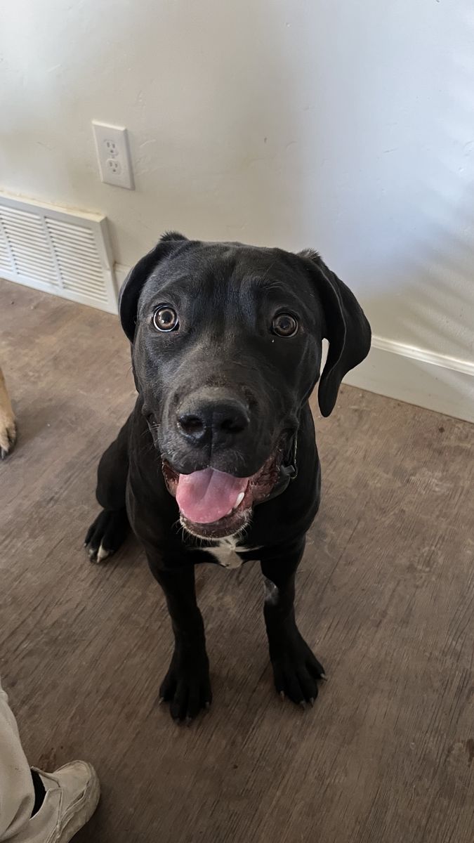 ICCF Registered 6-Month-Old Female Cane Corso
