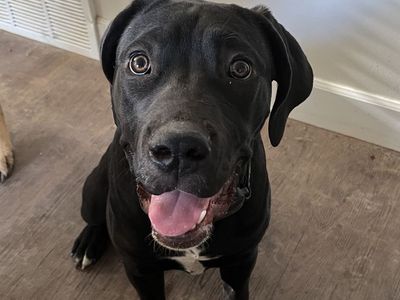 ICCF Registered 6-Month-Old Female Cane Corso
