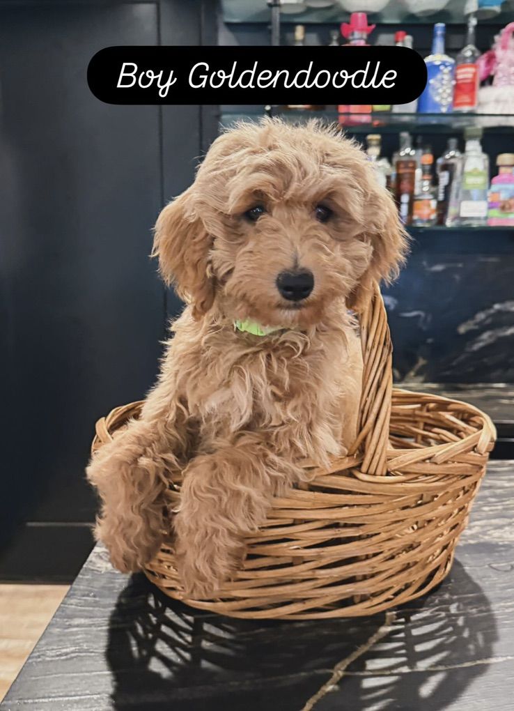 Darling House Triained Mini Goldendoodle Puppies