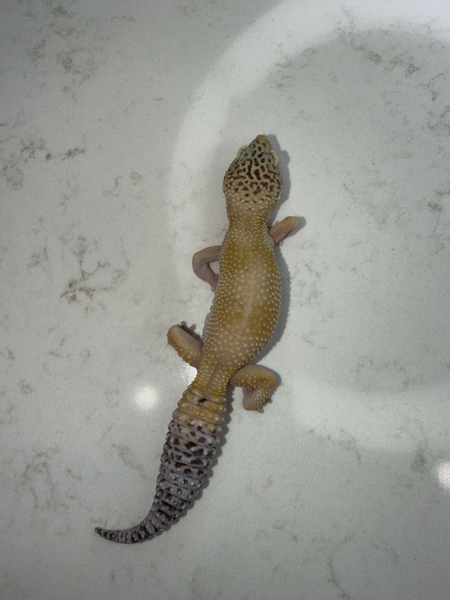 Rescue Leopard Gecko (has Suffered From MBD)