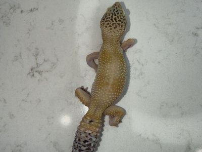Rescue Leopard Gecko (has Suffered From MBD)