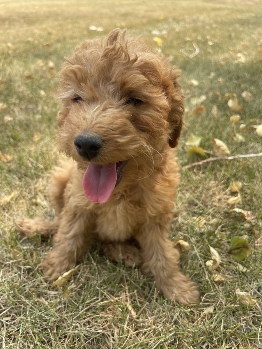 Multigenerational Mini Golden Doodle puppies
