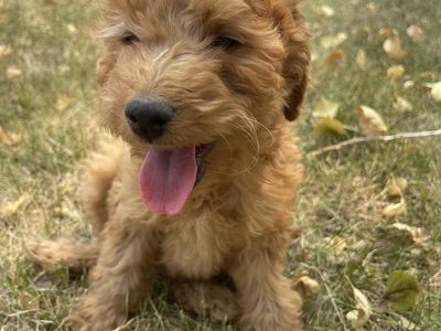 Multigenerational Mini Golden Doodle puppies