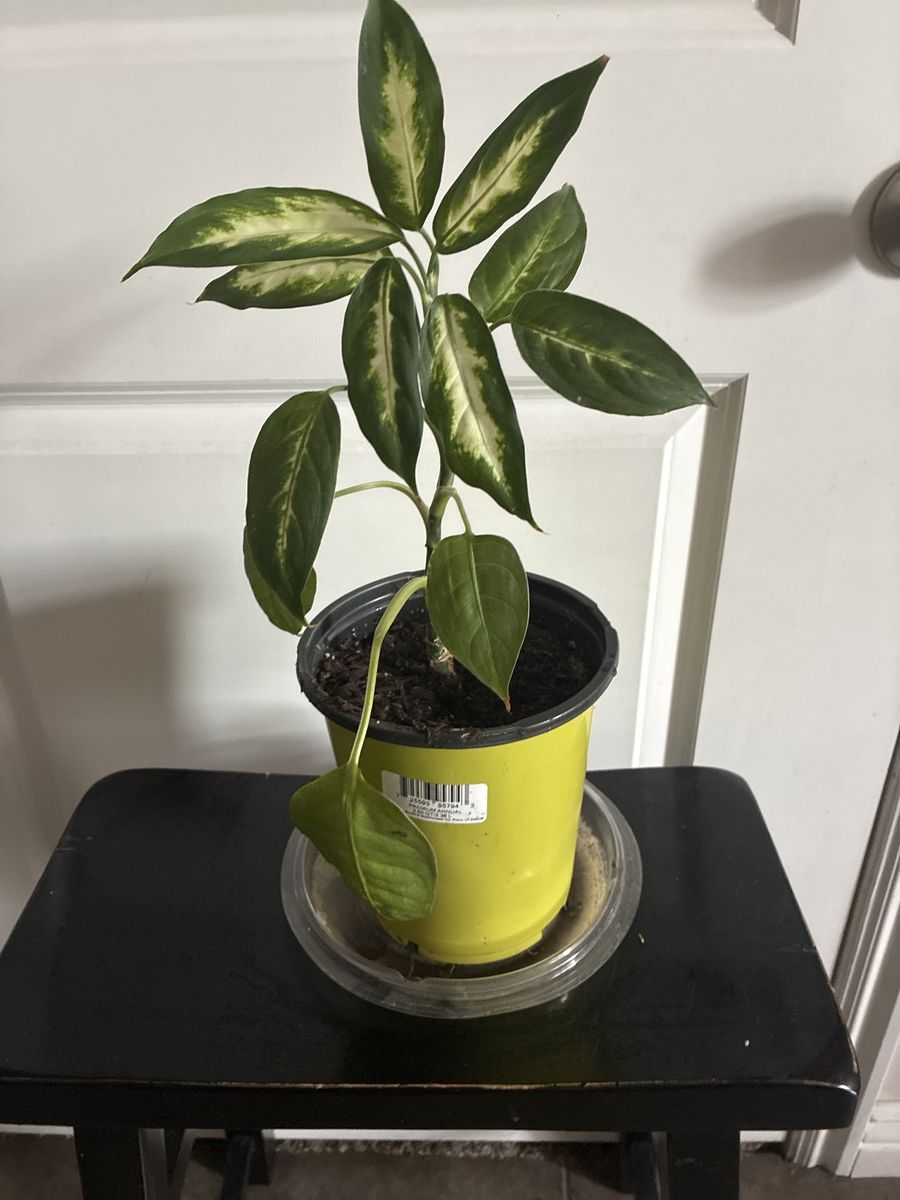 Established Aglaonema 'Chinese Evergreen' Plant in Yellow Pot - Decorative Indoor Foliage