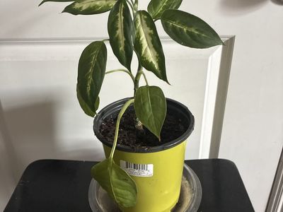 Established Aglaonema 'Chinese Evergreen' Plant in Yellow Pot - Decorative Indoor Foliage