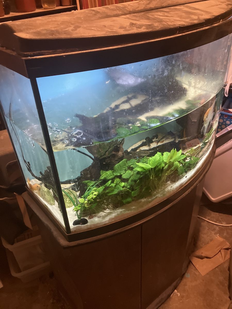 Fish aquarium