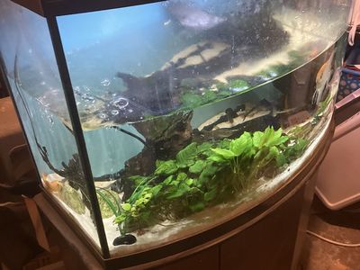 Fish aquarium