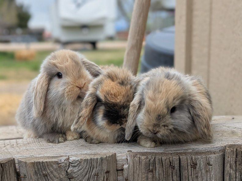 purebred Holland Lop baby bunnies