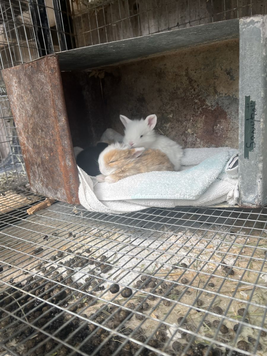 Adorable Baby Bunnies Coming Soon