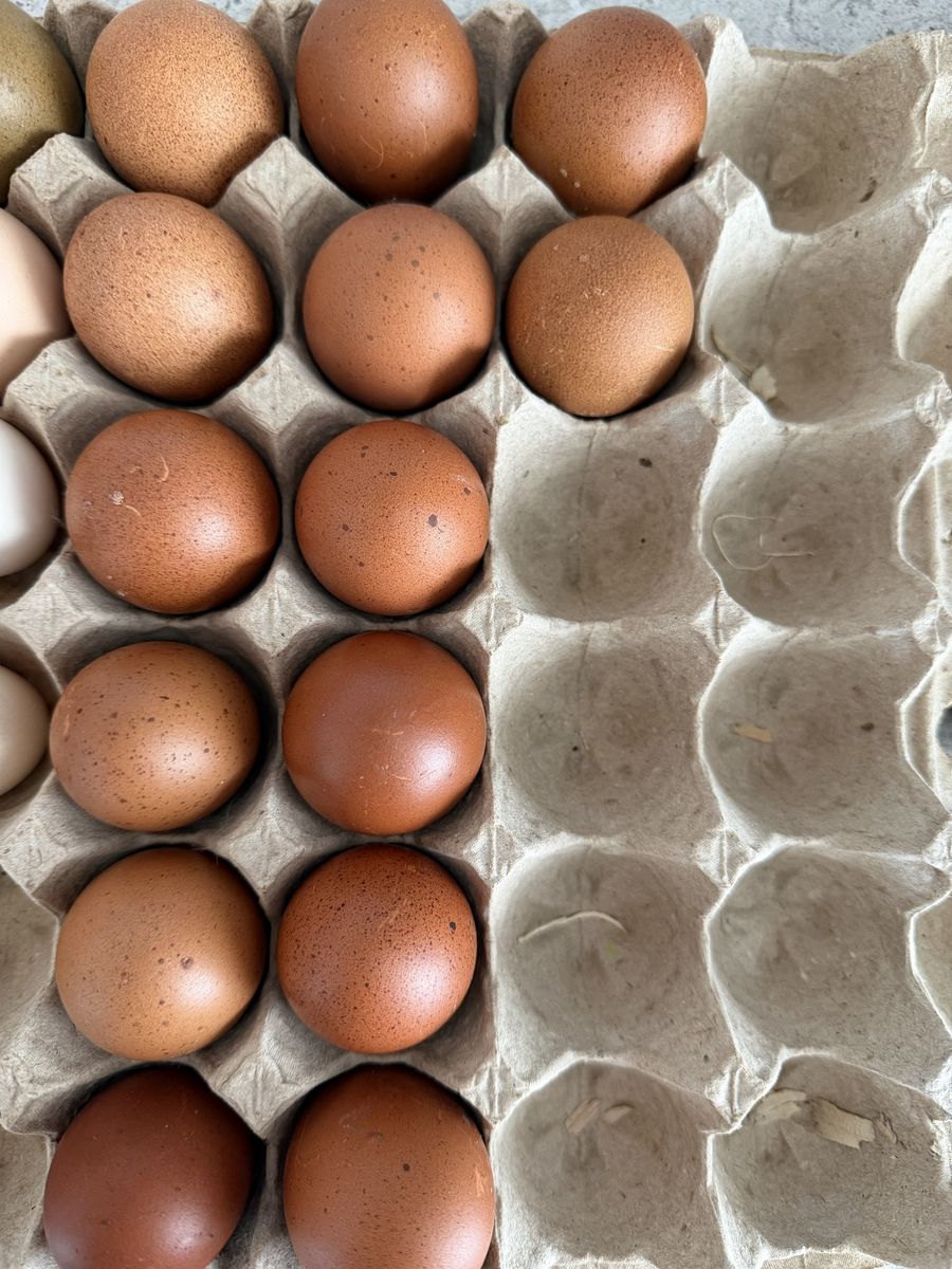 14 Black Coppermaran Hatching Eggs