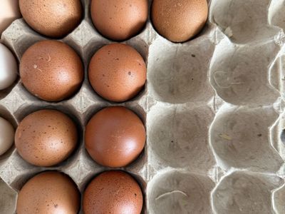 14 Black Coppermaran Hatching Eggs